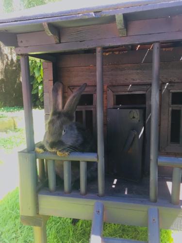 a rabbit sitting inside of a bird house at Vacation Home Nukri in Gonio