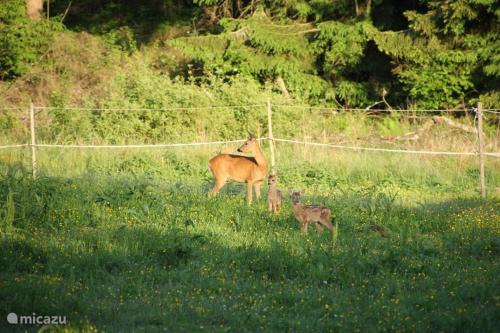 別荘の敷地内または近くにいる動物