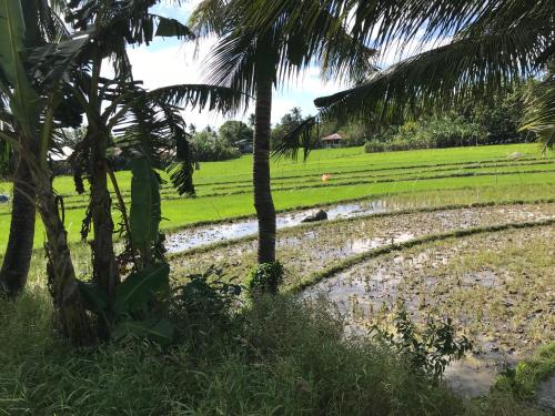 a rice field with palm trees and a pond at The Beach House Carabao Island in San Jose