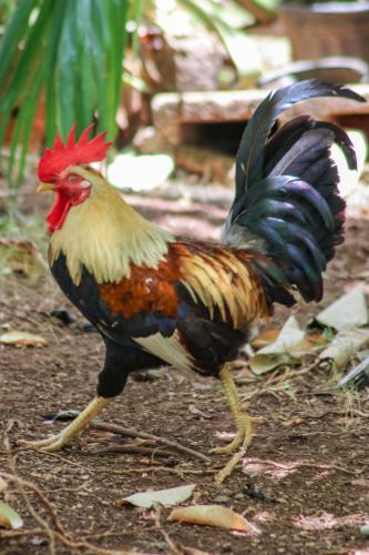ホテルの敷地内または近くにいる動物