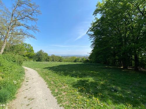 a dirt road in a field with trees and grass at Apartment 003 Kassel Harleshausen in Kassel