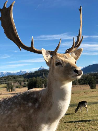 a deer with antlers standing in a field with a cow at VitAllgäu-Neues Studio mit Königscard in Pfronten