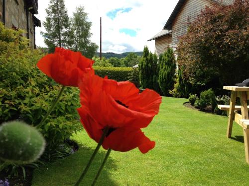 a red flower in the yard of a house at Buttonboss Lodge B&B in Pitlochry