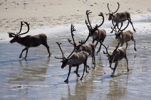 Animales en el departamento o alrededores