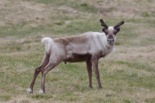 Animales en el departamento o alrededores