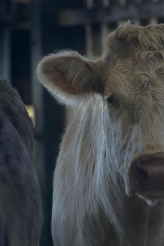 a close up of a cow looking at the camera at Orchard Glamping in Catterall