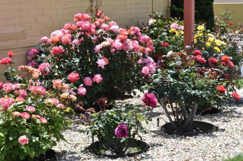 a garden of pink roses and other flowers at Seaside Inn Monterey in Seaside