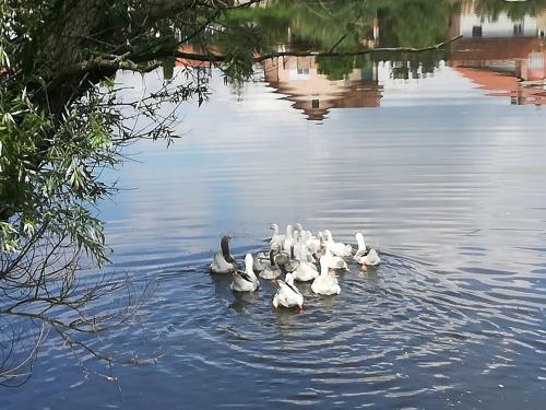a group of white ducks swimming in the water at Apartment at Gagijevo sedlo in Morović