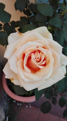 a pink rose in a pink vase at Casa Ofelia in Levanto