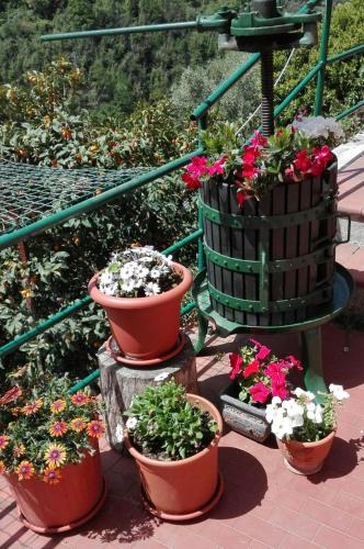 a group of potted plants sitting on a patio at Casa Ofelia in Levanto