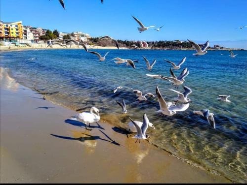 a flock of seagulls flying over the beach at Guest House Ivy in Ravda