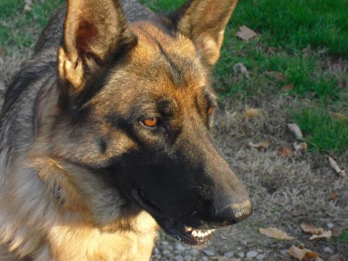 a brown and black dog sitting in the grass at Agriturismo La Lupa in Madonna della Provvidenza