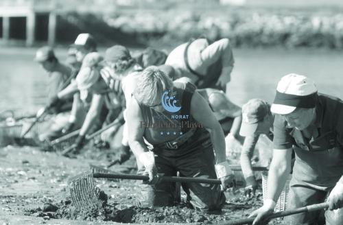 a group of people working in the mud at Hotel Norat Palmeira Playa in Ribeira