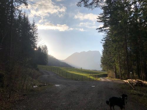 a dog walking down a dirt road with trees at Appartements Willi in Schoppernau