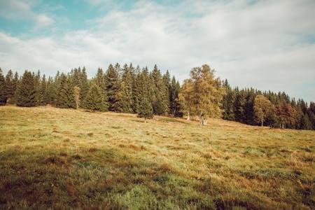 a grassy field with trees in the background at Rodinný apartmán v srdci Šumavy in Kvilda