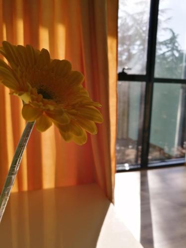 a yellow flower sitting on a table next to a window at Belleville in Ijevan