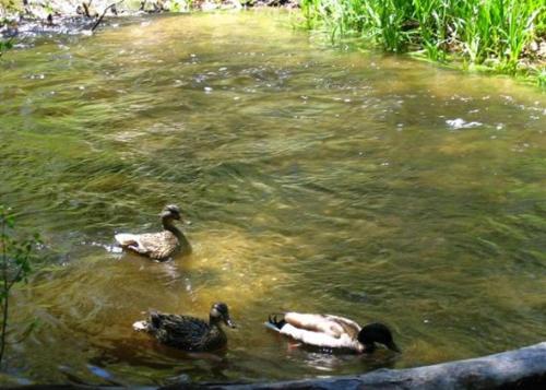 Tres patos nadando en el agua en un río en Birch Creek #8 - 2BR/1.5BA, en June Lake