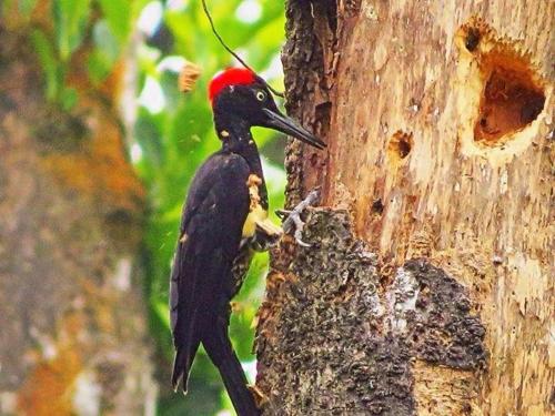 Binatang di penginapan di ladang atau berdekatan