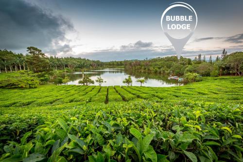 un campo de plantaciones de té con un pabellón de pancartas en Bubble Lodge Bois Chéri Plantation en Bois Chéri
