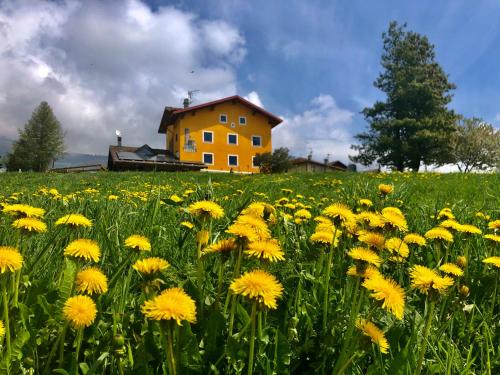 a field of yellow flowers in front of a house at Chalet Saint-Barthélemy Hotel in Nus