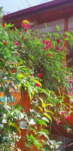 Κήπος έξω από το Dang Khoa Garden Inn