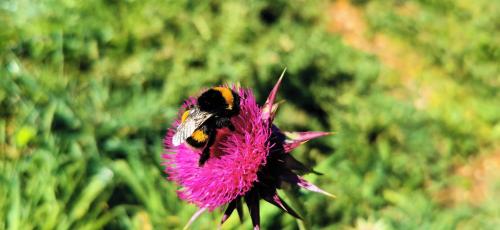a bumblebee on top of a pink flower at Studio Apartment Lela Ližnjan in Ližnjan
