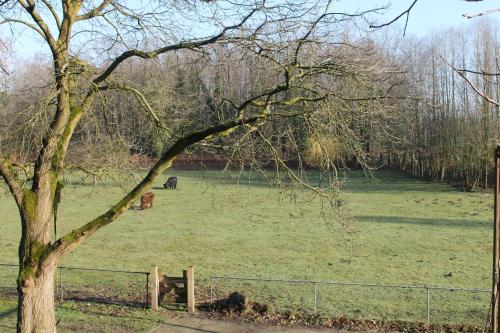 a tree in a field next to a fence at Gastenverblijf Peppelmate in Doetinchem