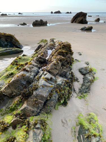 a rock covered in seaweed on a beach at Hotel Rural Playa de Aguilar in Muros de Nalón