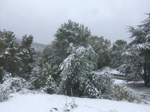 a snow covered tree in a field with trees at Le Flav - Charmant appartement à 10 mn de Dijon in Flavignerot
