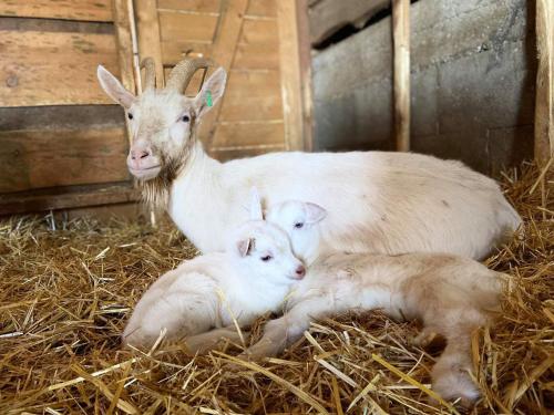 two goats and two babies laying on hay at Penzión Uhliská a Depandance Gazdovský dom in Nemšová