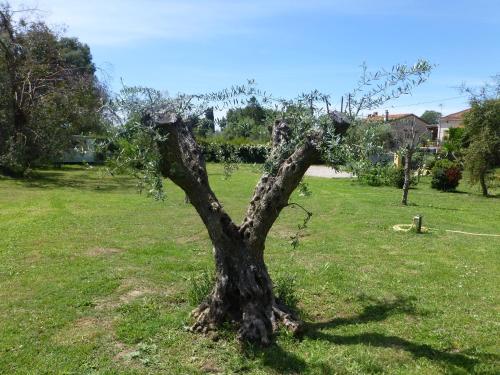 Chambre d'hôtes "La Bastide des Eucalyptus" photo 31