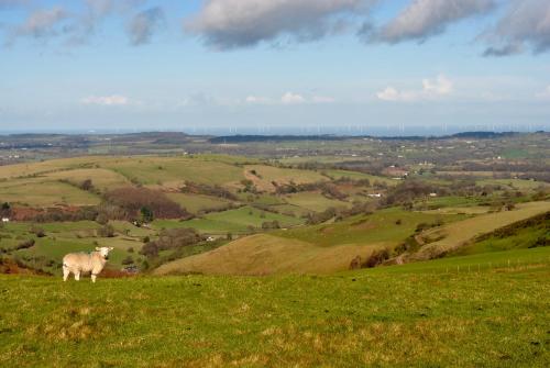 a sheep standing on top of a grassy hill at Penbedw Uchaf Estate - Rural retreats, tennis in Mold