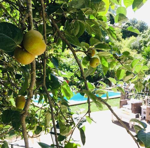 a tree with fruit on it with a pool in the background at Sintra Center Guest House Escape to Nature in Sintra