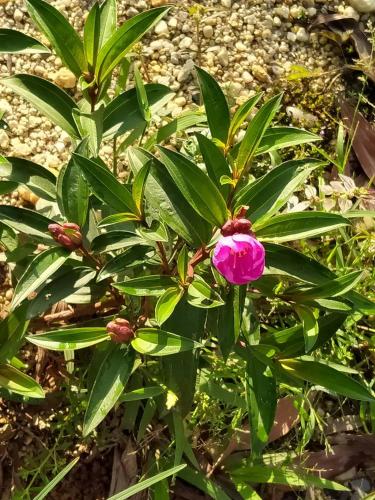 a pink flower on a plant with green leaves at Khum Thong Resort in Takua Pa