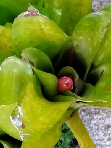 a bunch of green and yellow fruit with a red sucker at Khum Thong Resort in Takua Pa