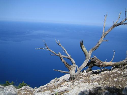a dead tree on the side of a mountain at Agroturisme Perola - Only Adults in Llucmajor