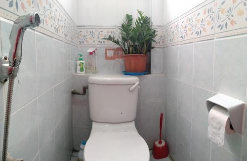 a bathroom with a toilet with a plant on top of it at Step-in Lodge in Kota Kinabalu