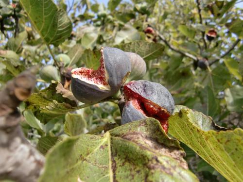 a close up of a flower of an apple tree at Agroturisme Perola - Only Adults in Llucmajor
