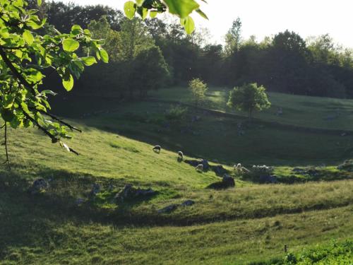 a group of animals grazing on a grassy field at House for rest and fun JEKA in Duga Resa
