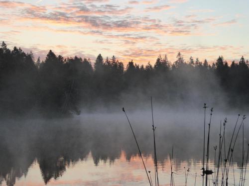 a misty lake with trees in the background at Vent_du_Nord in Tramelan