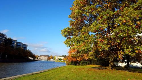 a tree sitting next to a body of water at COAST HOUSE Dünenloft in Bremerhaven