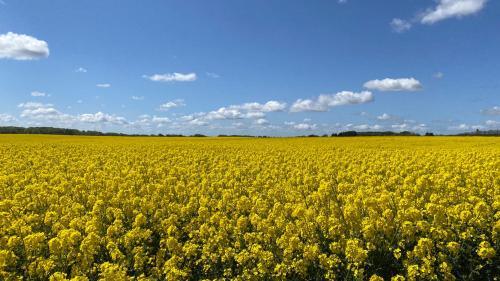 a field of yellow mustard flowers under a blue sky at Huset i Hejls in Hejls