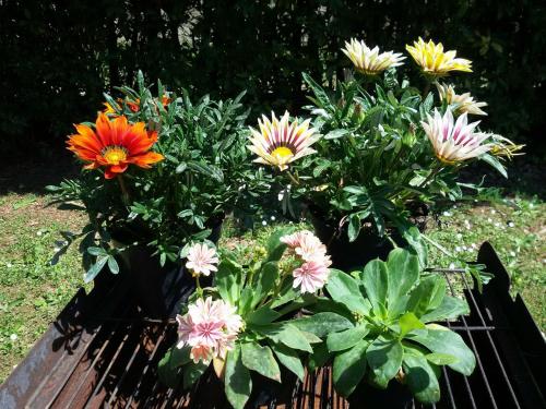 a bunch of colorful flowers in a garden at Pietra E Glicine B&B in Pieve a Nievole