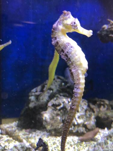 a seahorse swimming in an aquarium at Hotel BB Bahnhof Bertsdorf in Olbersdorf