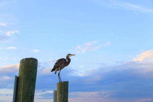 a bird sitting on top of a wooden post at Breakers 215 in Hilton Head Island