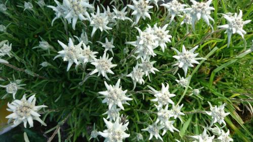 a bunch of white flowers on a green plant at Haus Furka in Damuls