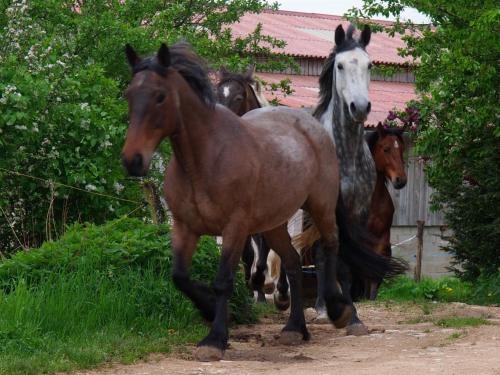 Grancey-le-ChâteauにあるLa grangeのギャラリーの写真