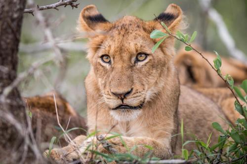 a lion cub laying down in the grass at Laluka Safari Lodge - Welgevonden Game Reserve in Welgevonden Game Reserve