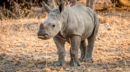 a rhino standing in a field of grass at Laluka Safari Lodge - Welgevonden Game Reserve in Welgevonden Game Reserve