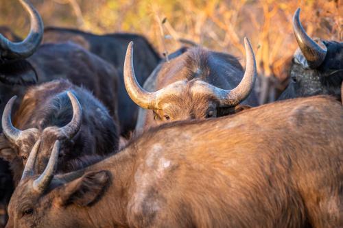 a herd of animals standing next to each other at Laluka Safari Lodge - Welgevonden Game Reserve in Welgevonden Game Reserve